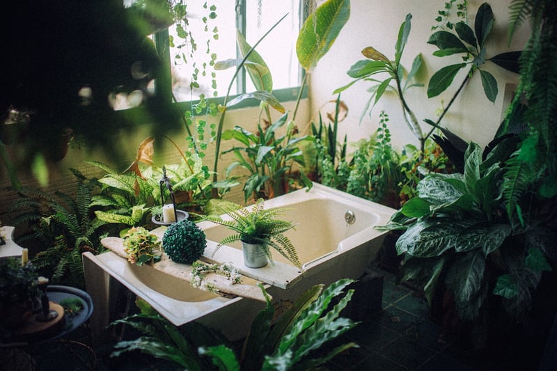 Indoor Plants