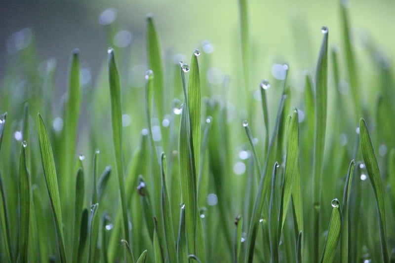 Nurturing Plants