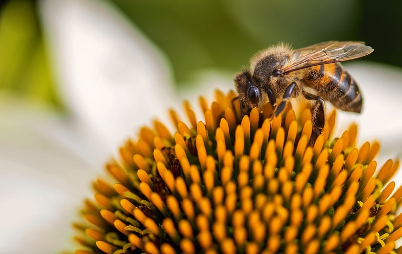 Bee