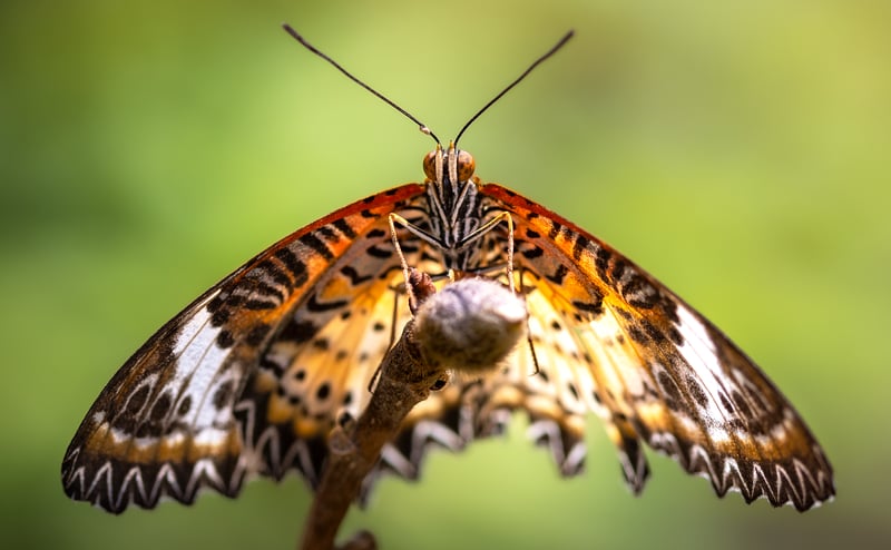 Lacewing