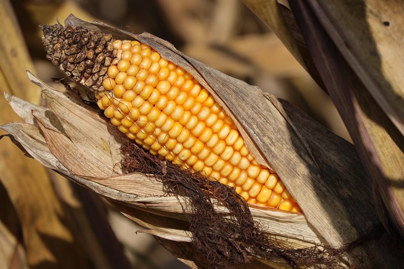 Harvest Festival Image