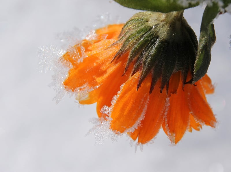 Marigold