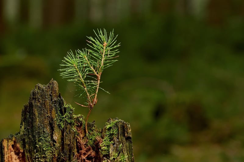Seedlings